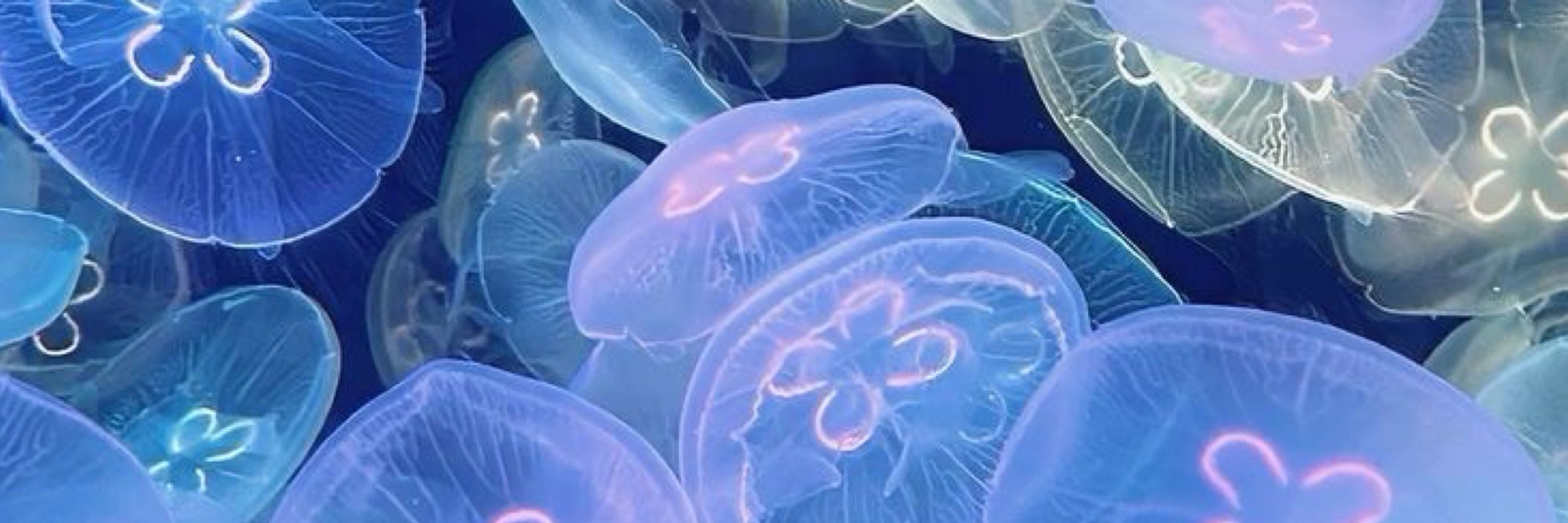 Jellyfish 💧🩵🪷🌺✨🫧