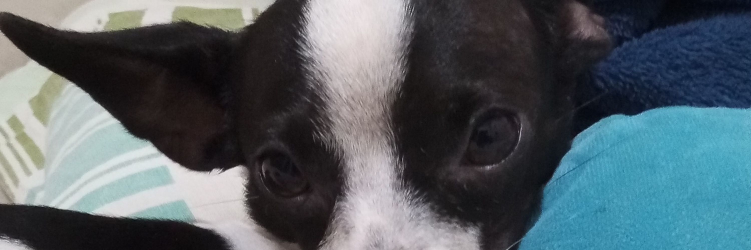 lulu