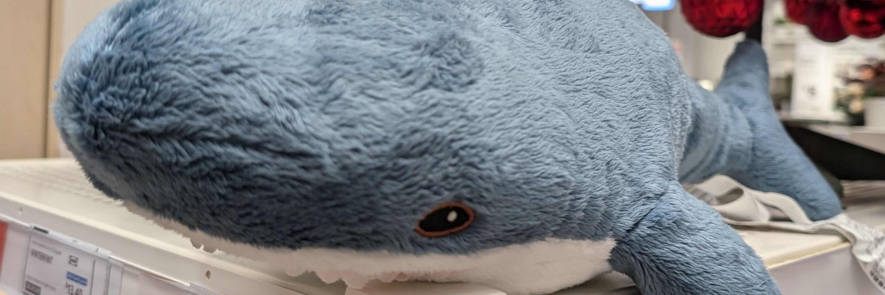 Pup Mako the Shark