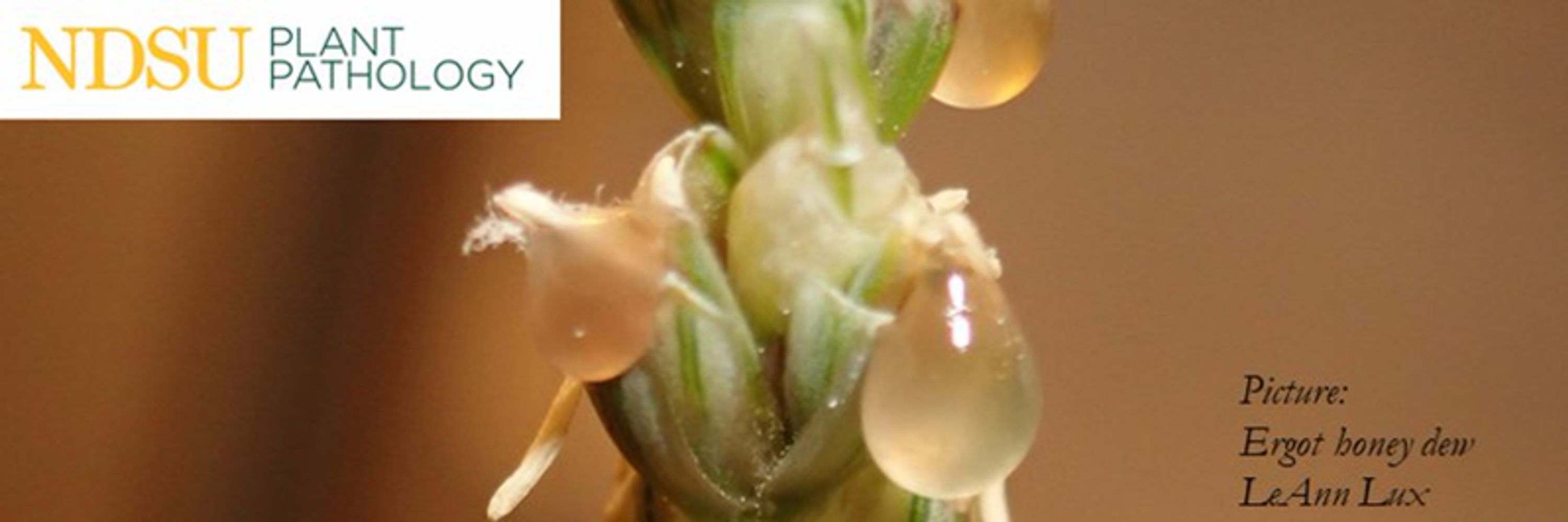 NDSU Plant Pathology
