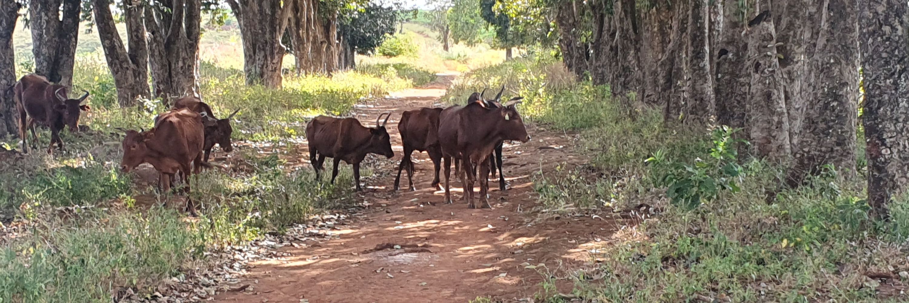CATTLEFRONTIERS