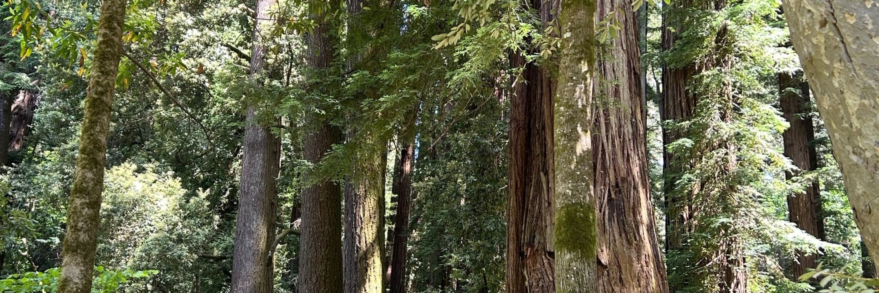 The History & Civics Project @ UC Santa Cruz