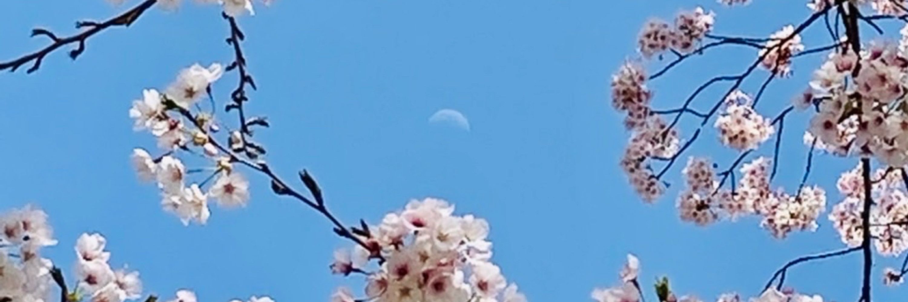 ぽぽめ