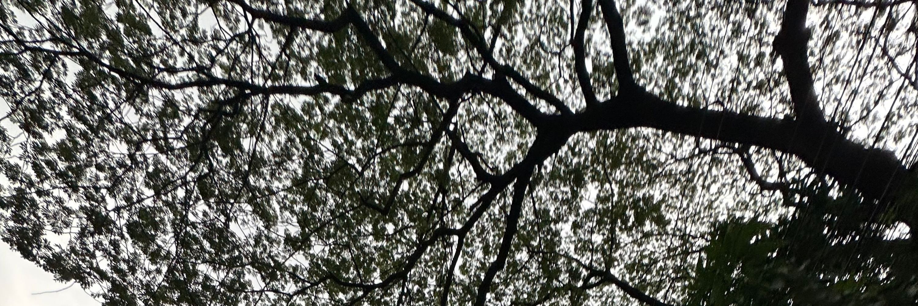 zaeemal