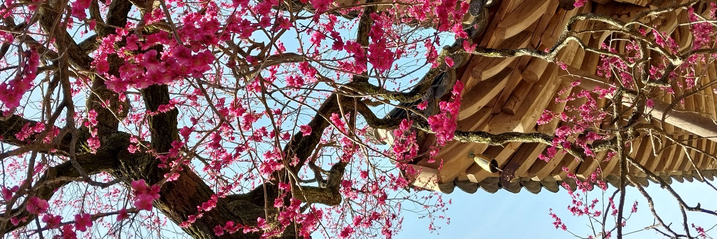 고모라