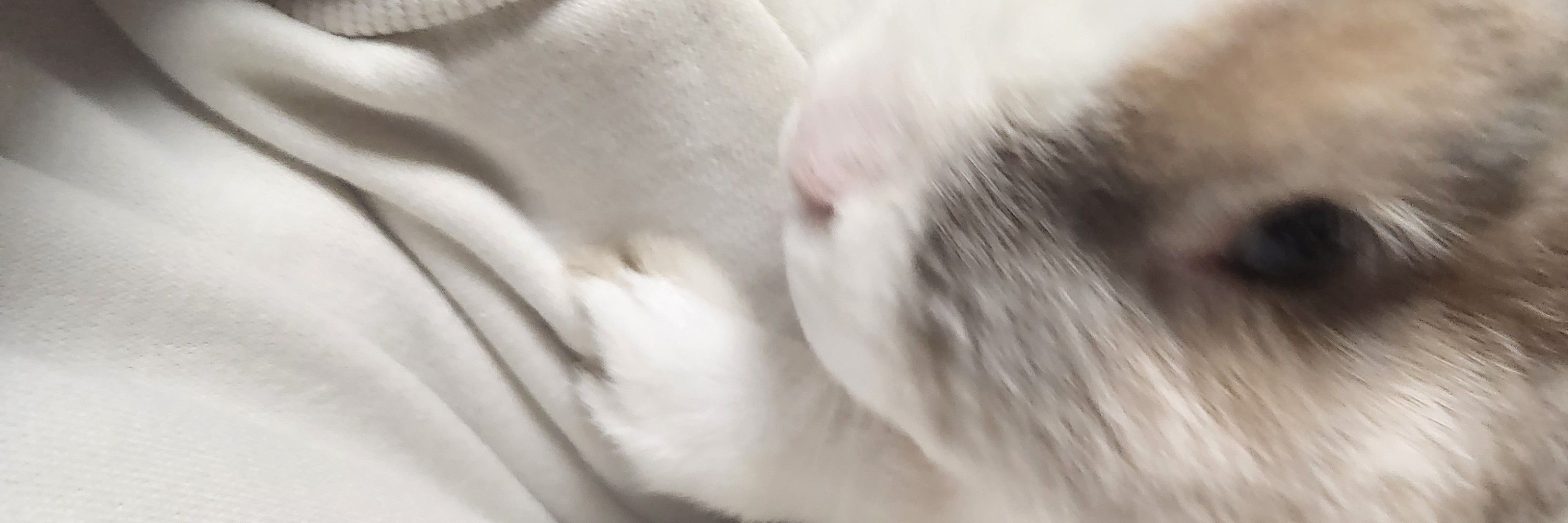 エナ