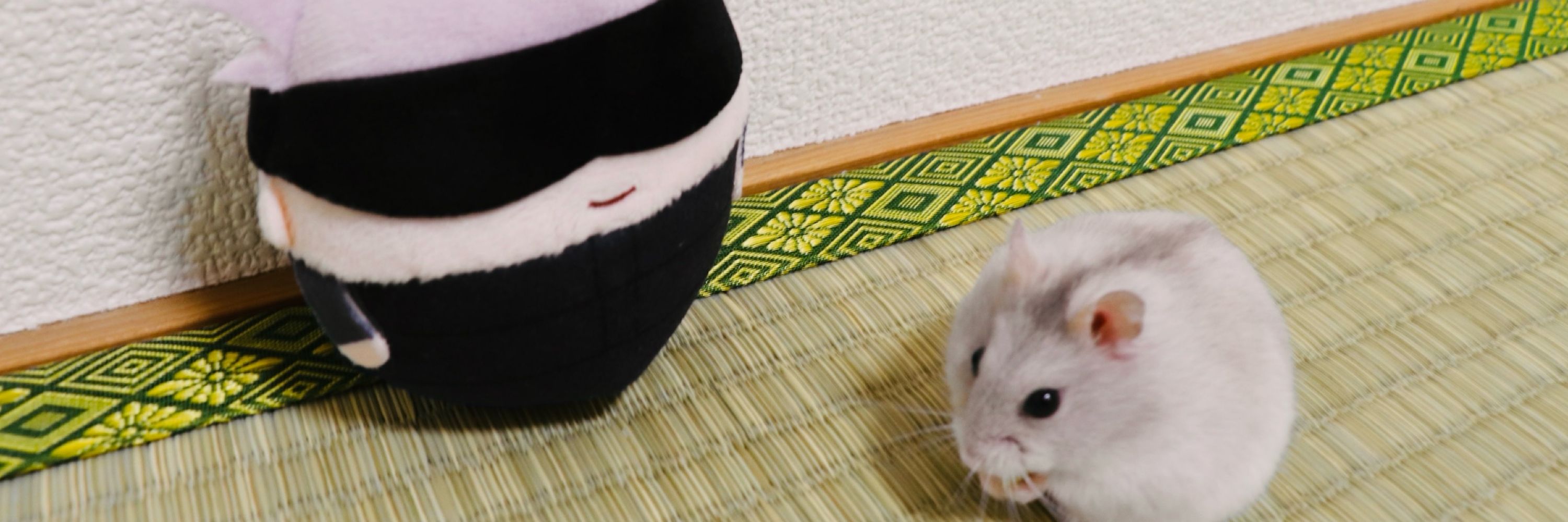早くふわ五になりたい。