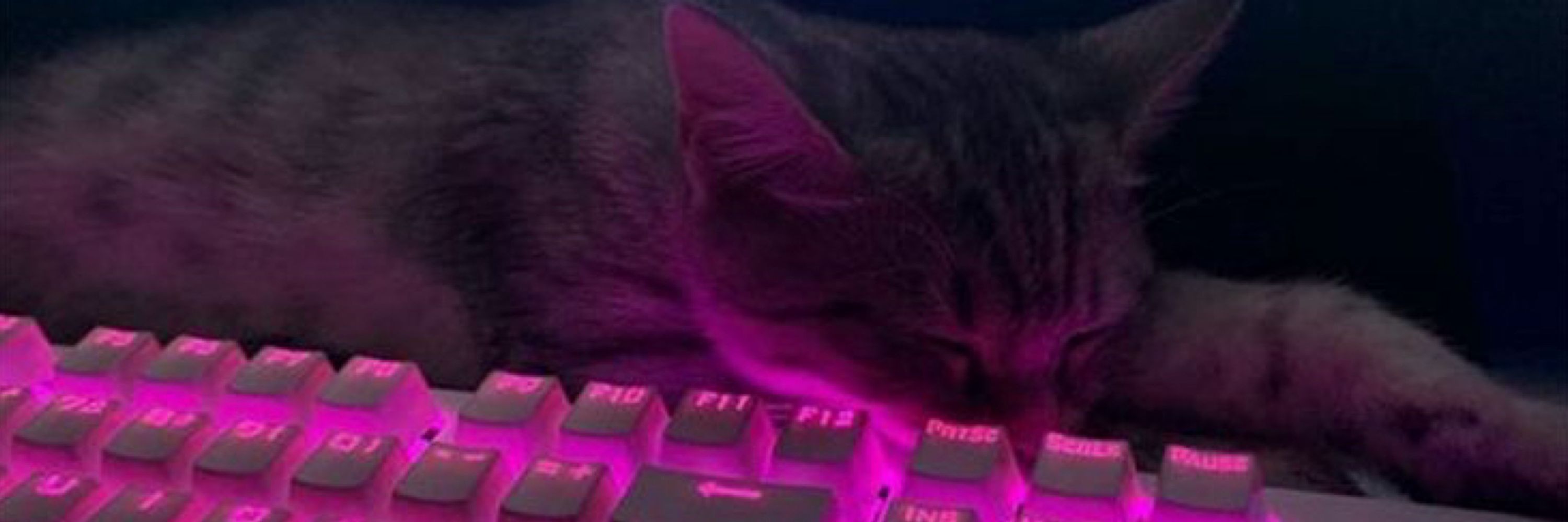 jujubs
