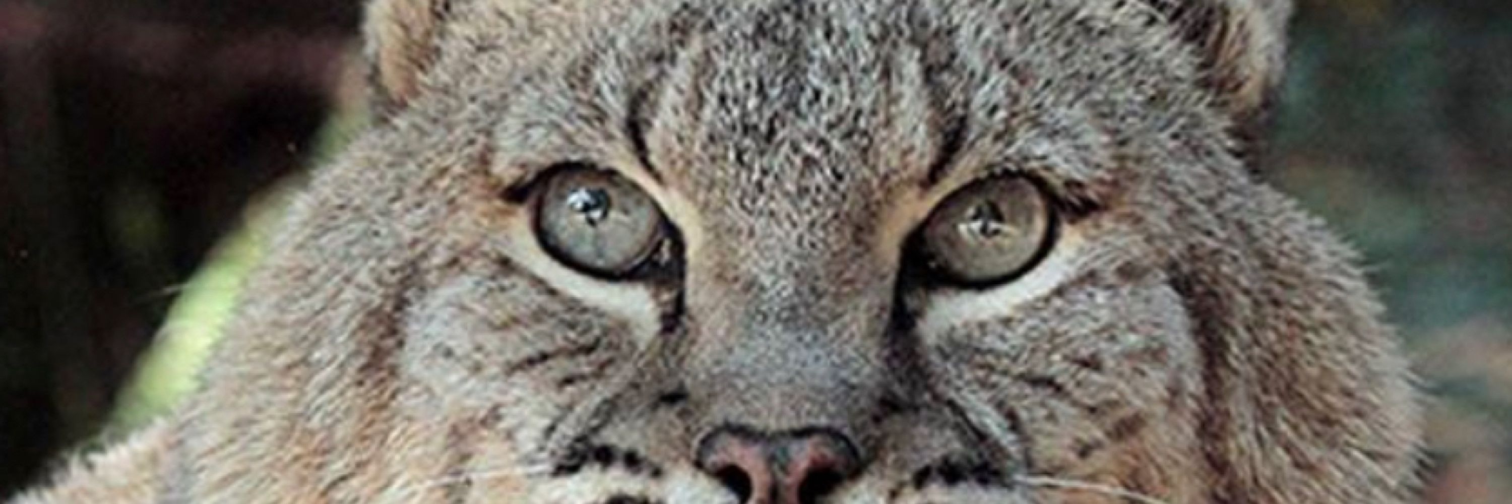 HourlyLynxes