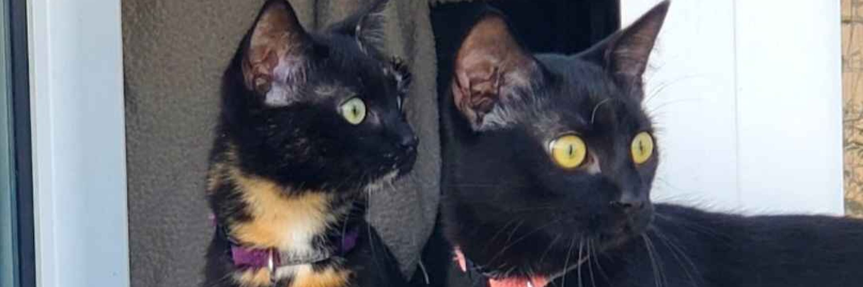 Sohkat