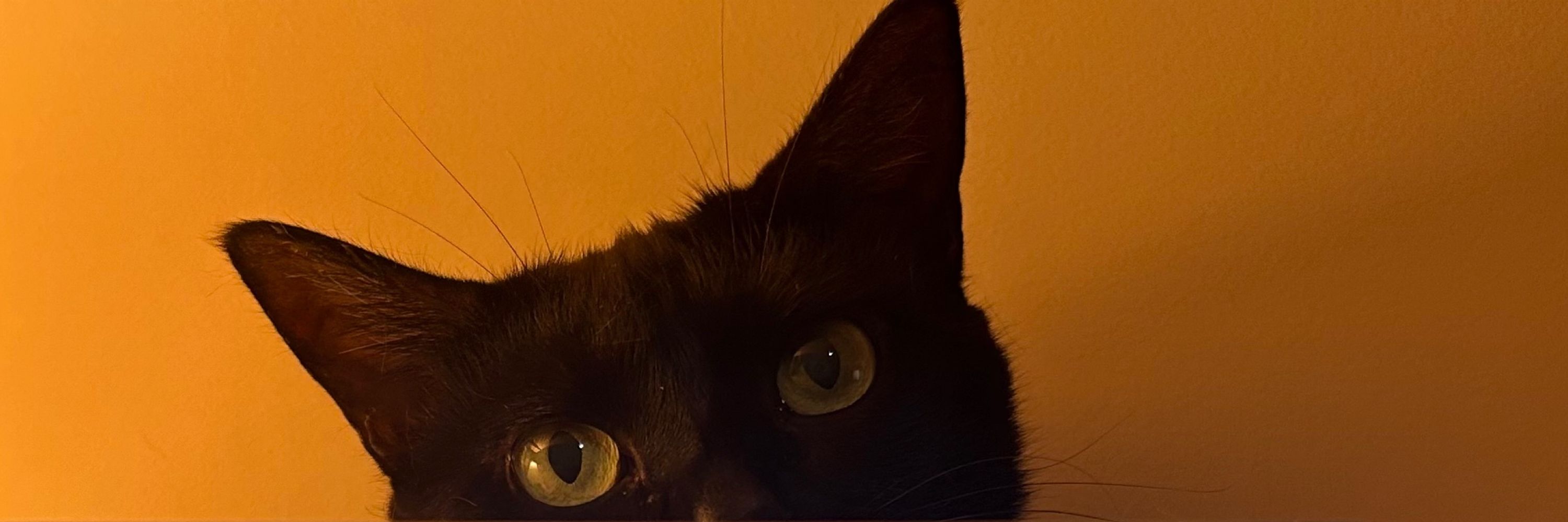 isadora 