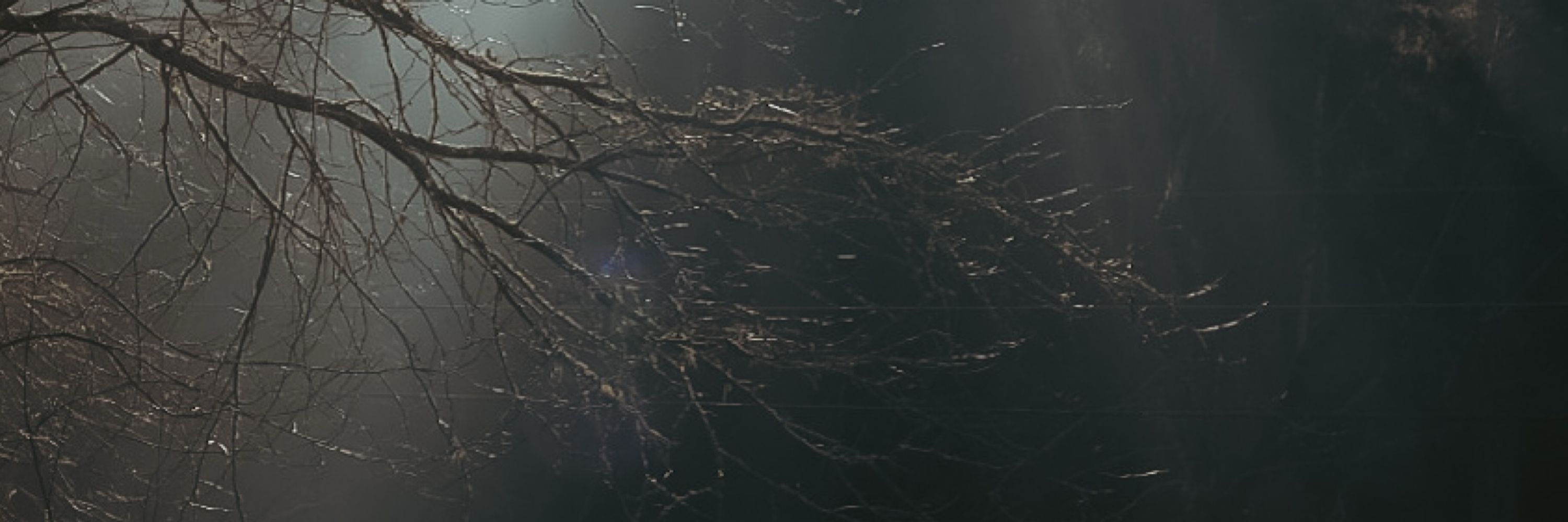 A Wooden Nest