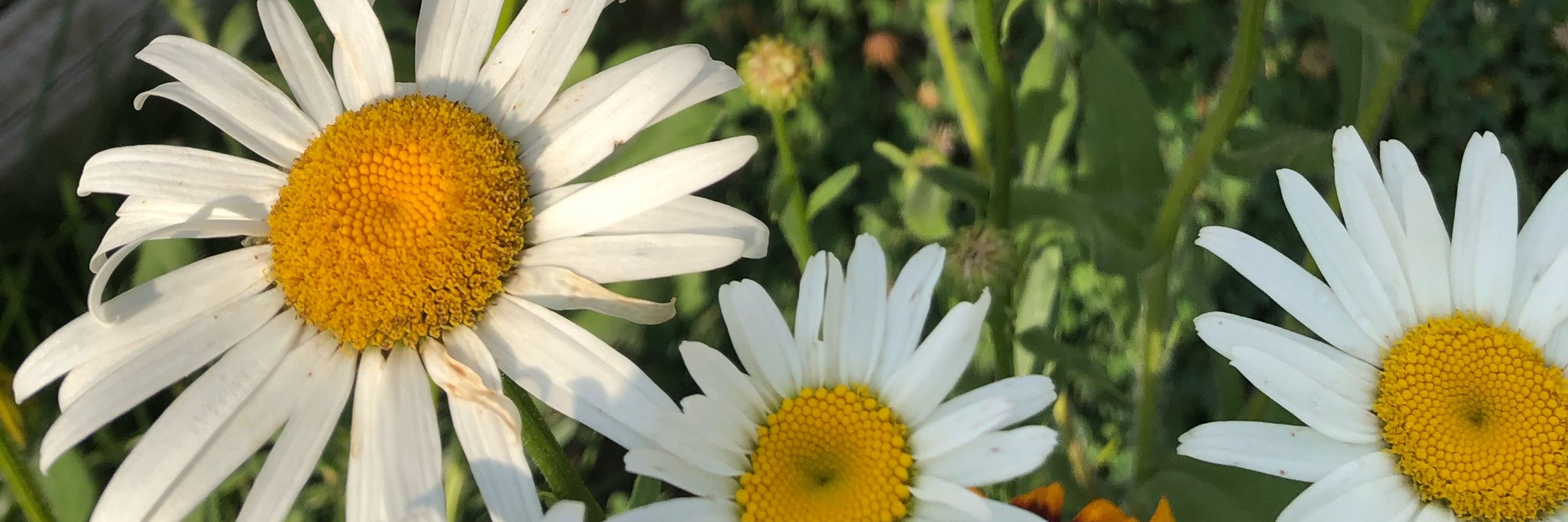 𝓙𝓾𝓷𝓲𝓹𝓮𝓻𝓑𝓵𝓸𝓸𝓶🌿
