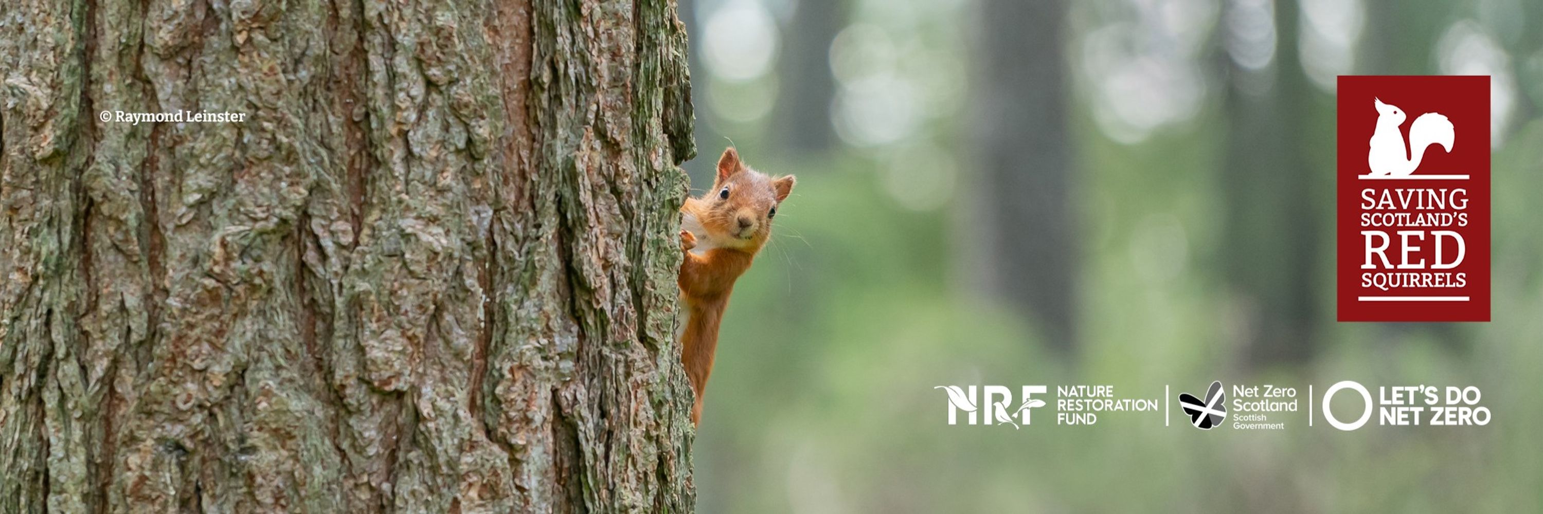 Saving Scotland's Red Squirrels