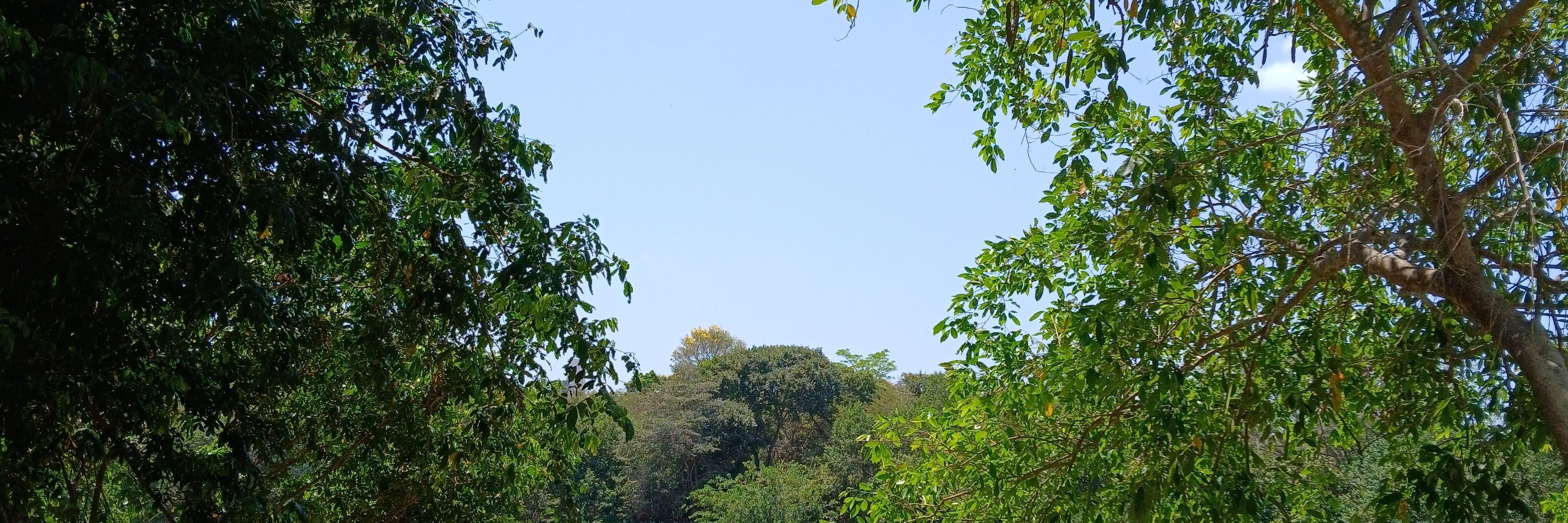 Francisco da Silva