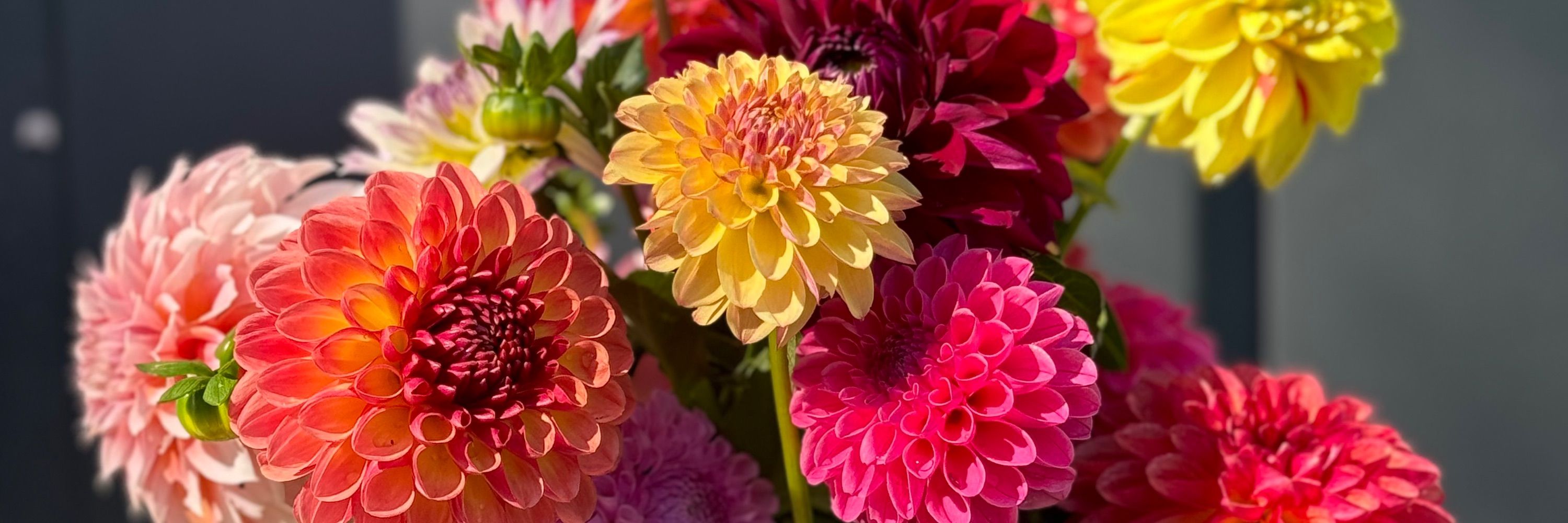 Open Water Blooms