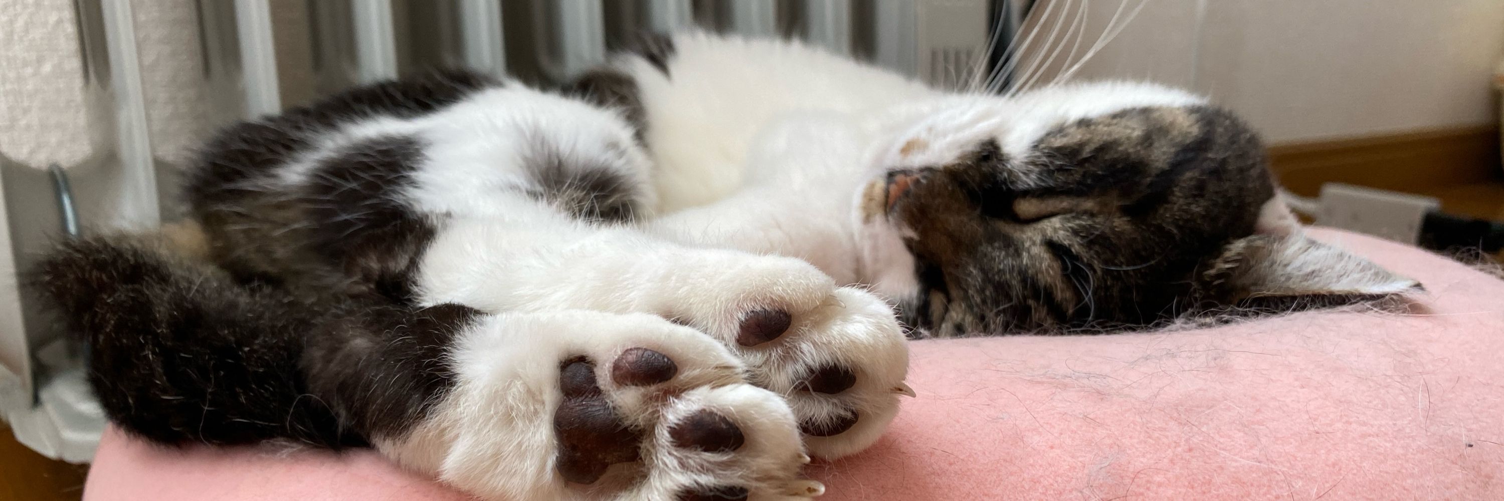 miqico
