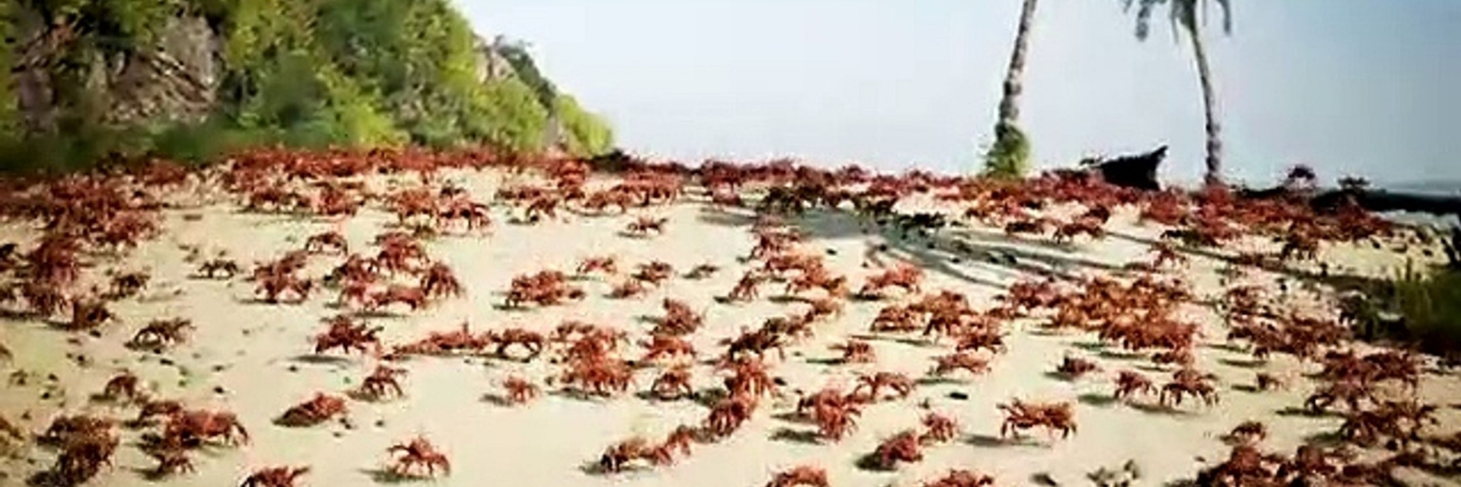 Atleast12Crabs