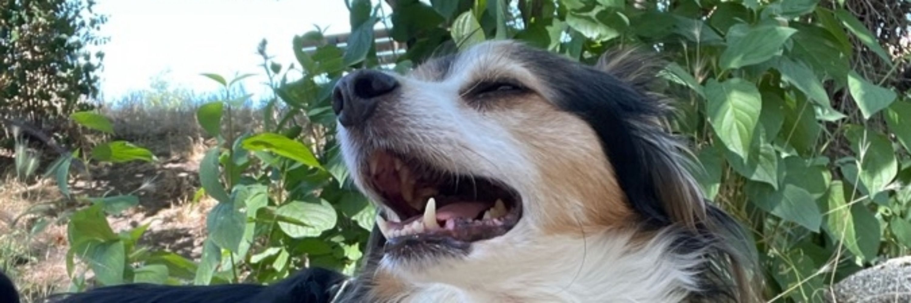 Wondrous Tails Dog Training
