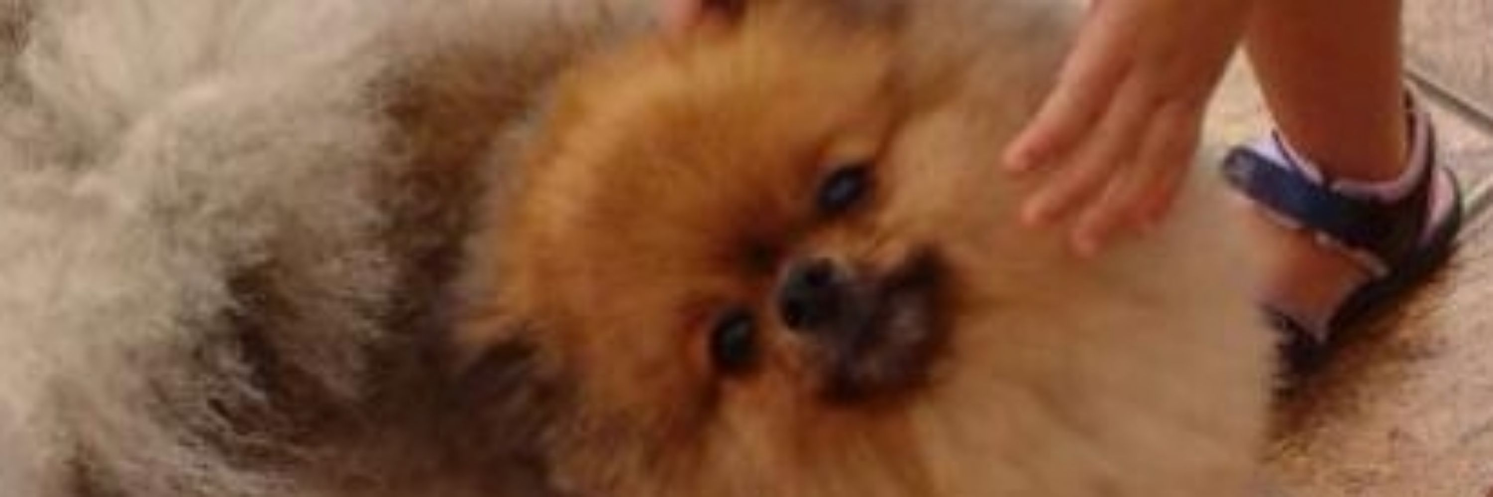 ☆🦢⚘️Winnie🌾🐾☆