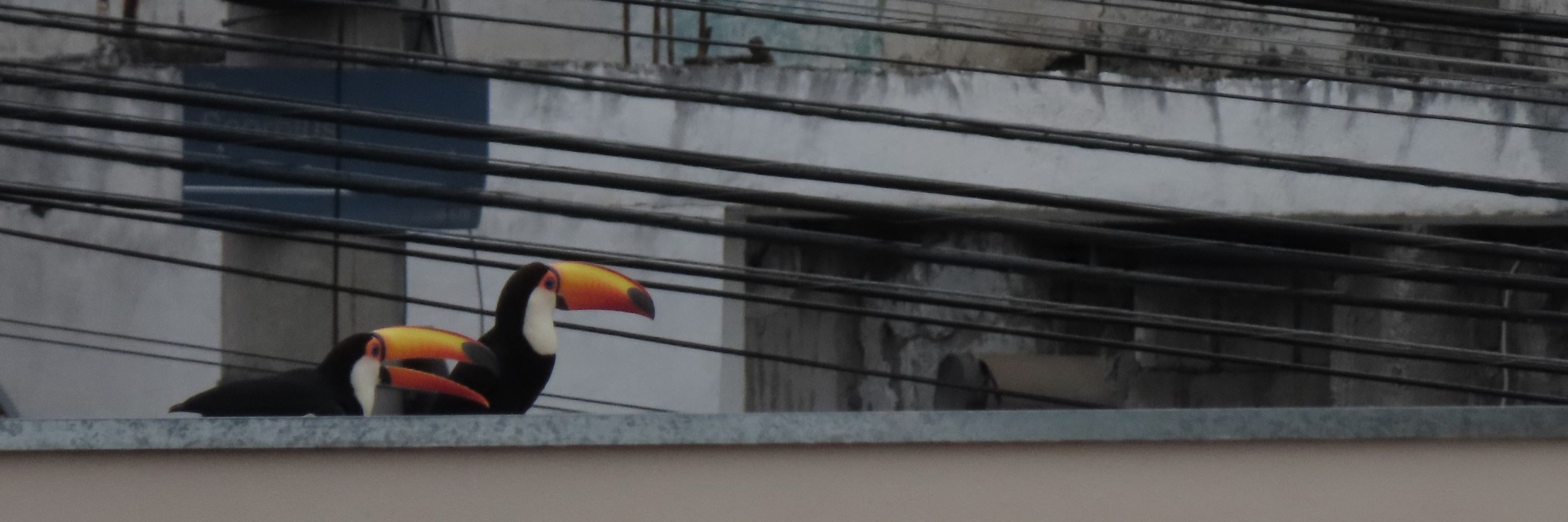 Big City Bird-O-dex
