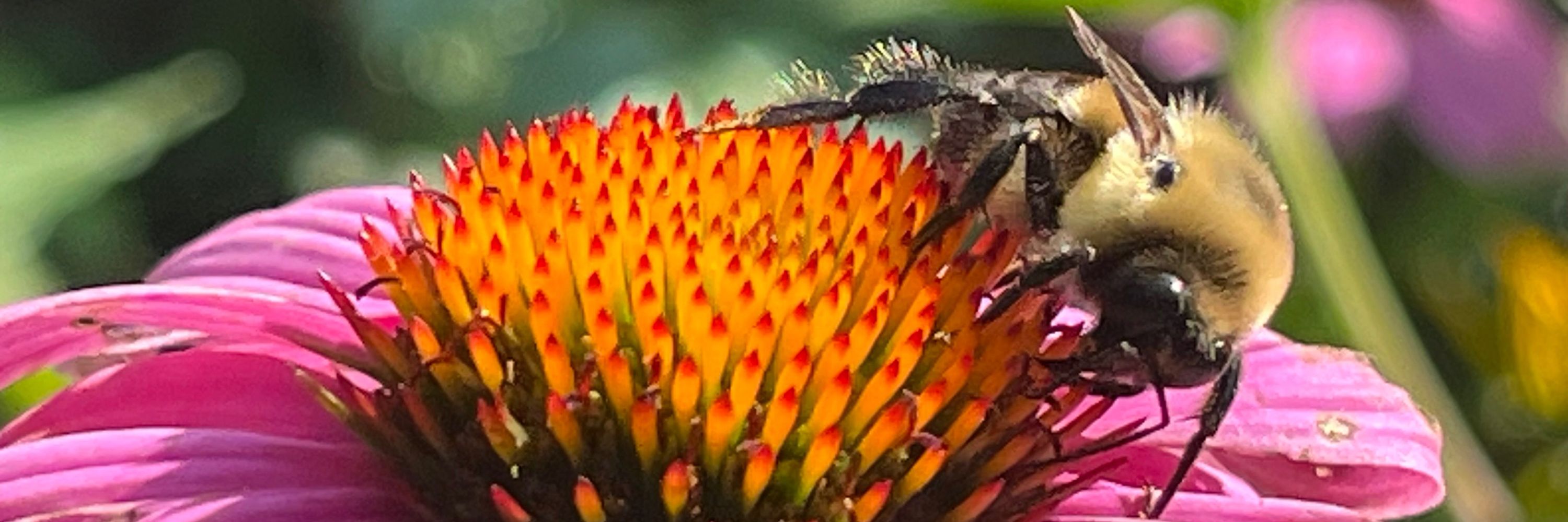 Biobug