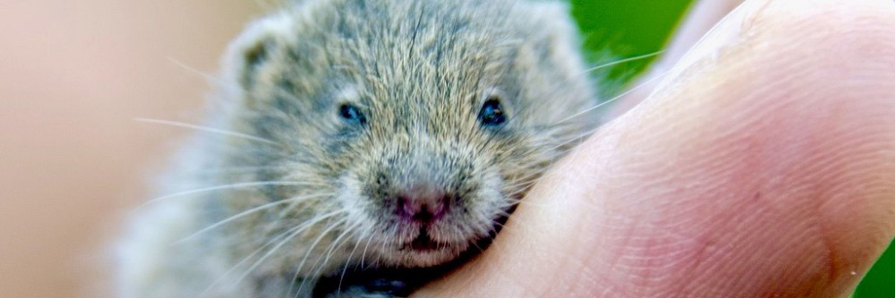 Costumed Vole