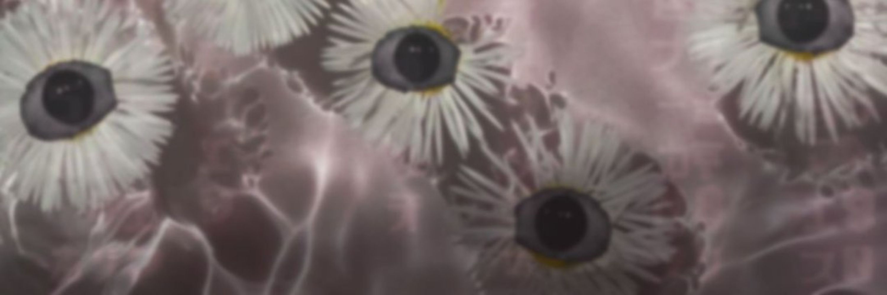 𝕨𝕒𝕝𝕝𝕖𝕪𝕖𝕤🩷👁🌸