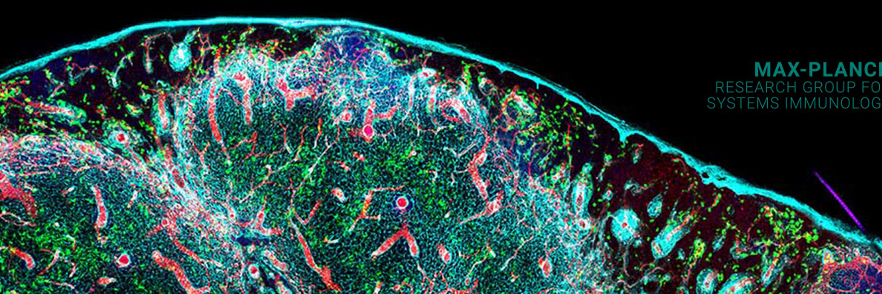 Max Planck Research Group for Systems Immunology