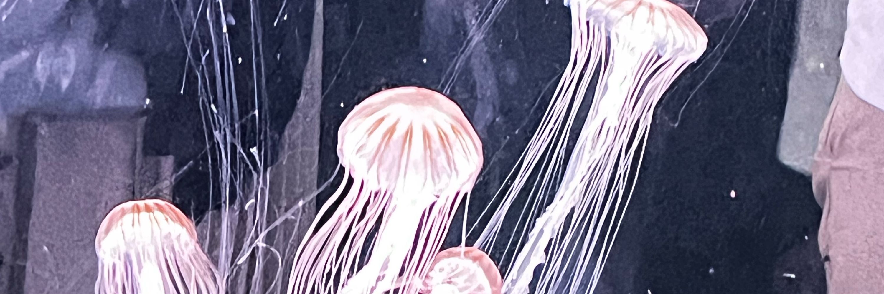 ひおり