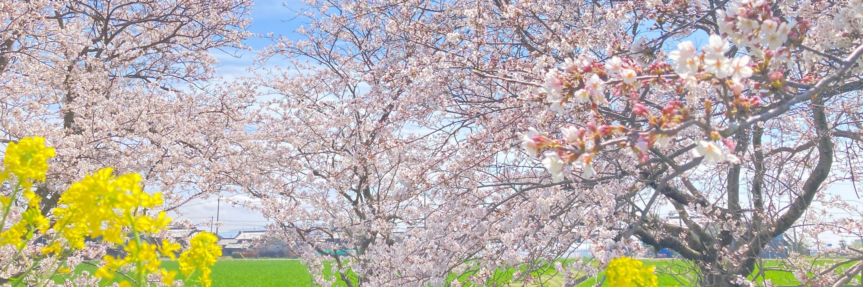 いつかのゆとら