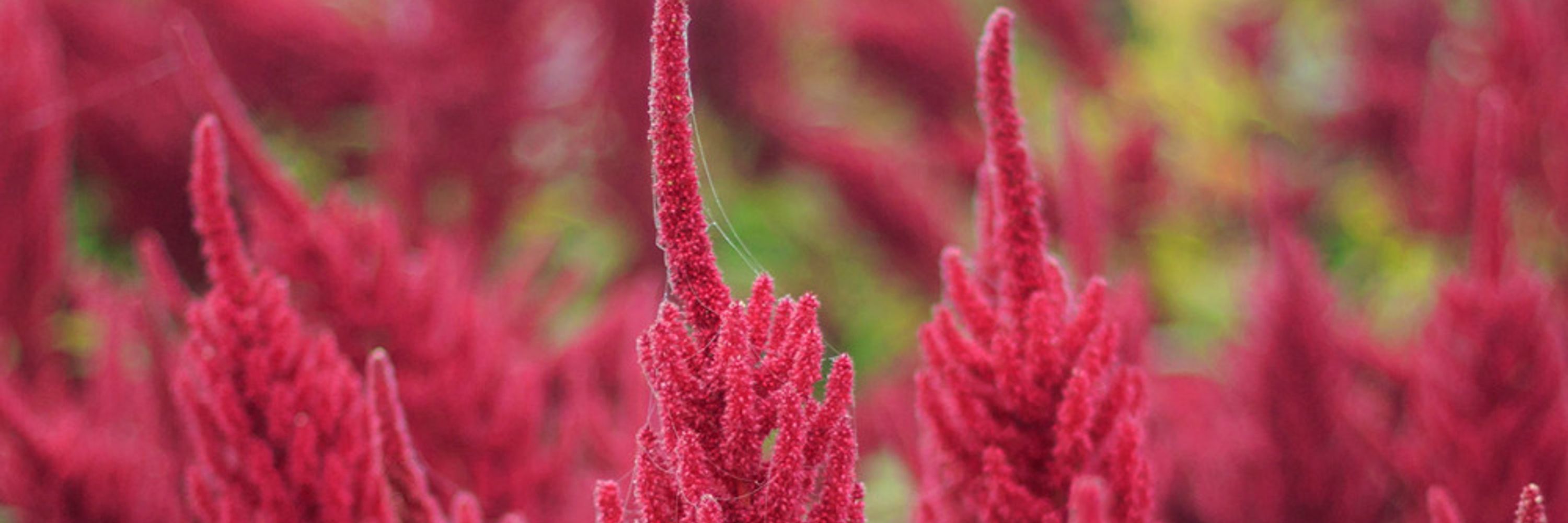 Red Amaranth