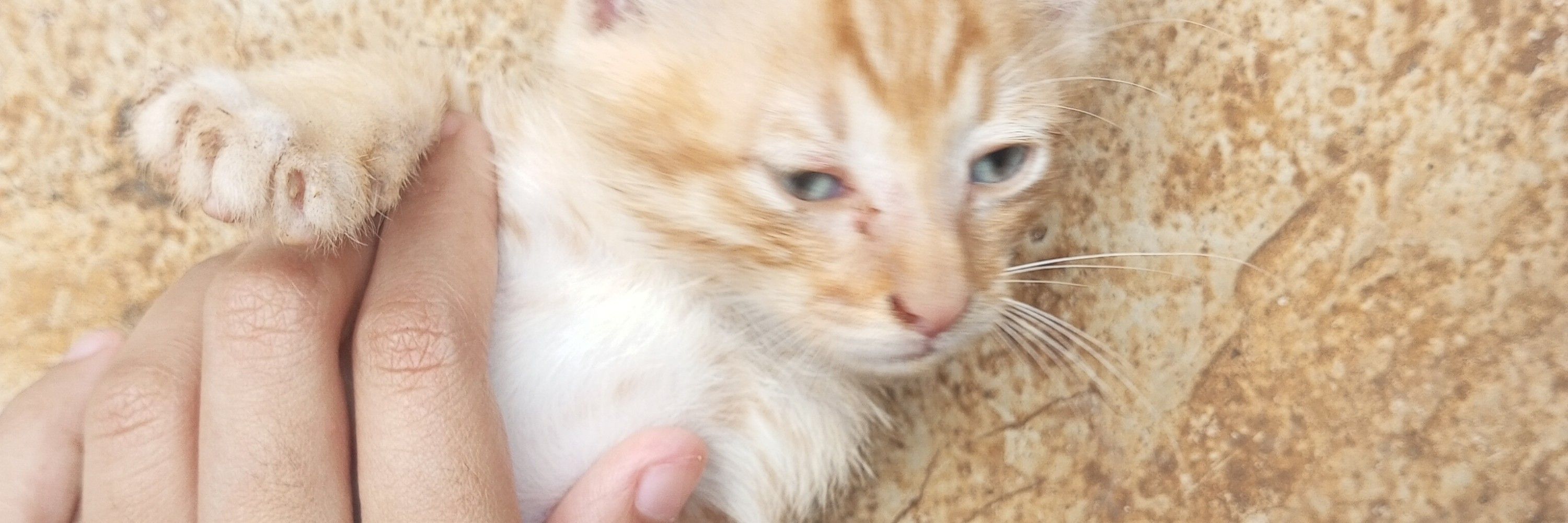 EL