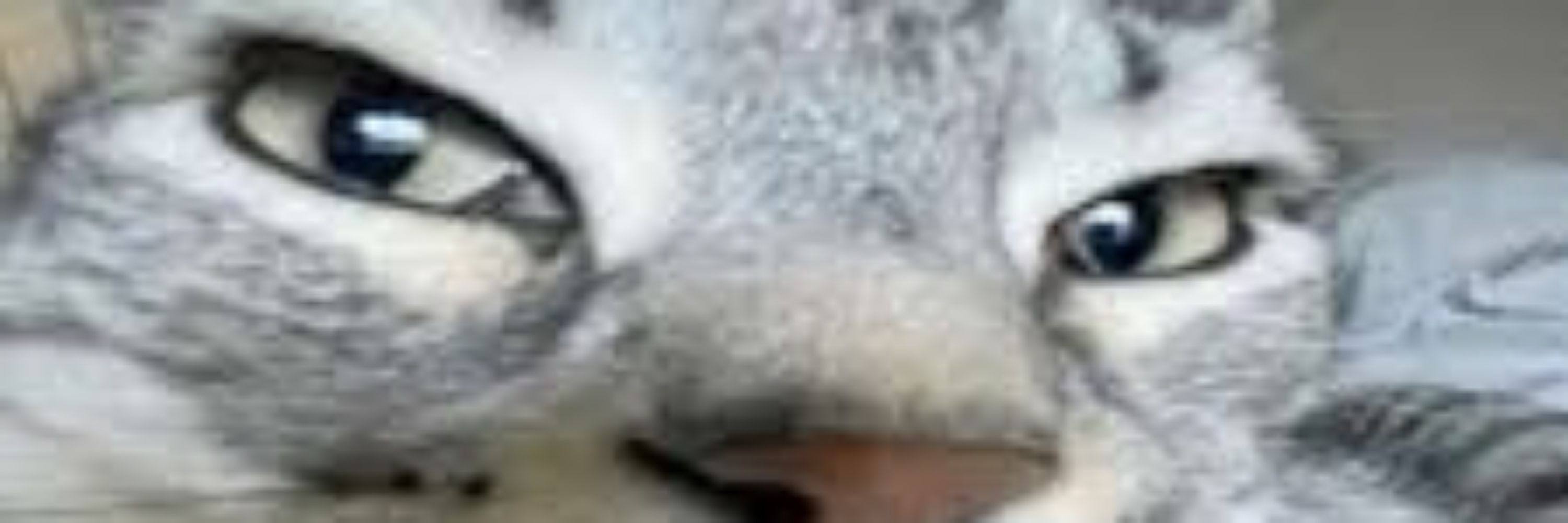 TsukoBall