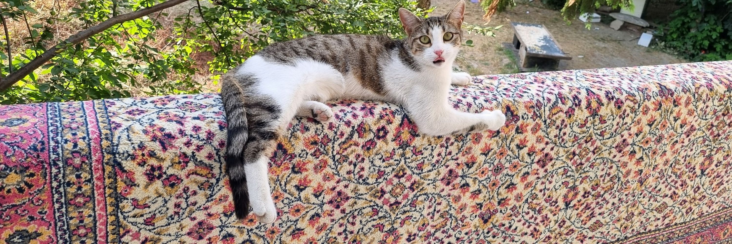 ALİŞ