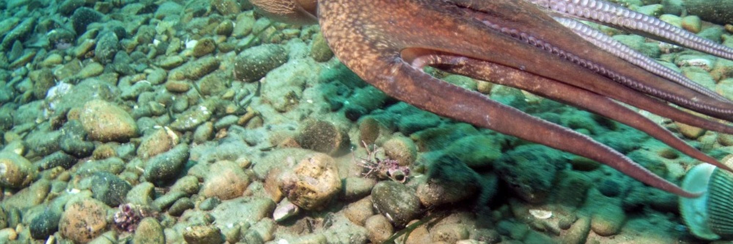 giant pacific octupus swirling off into infinity...