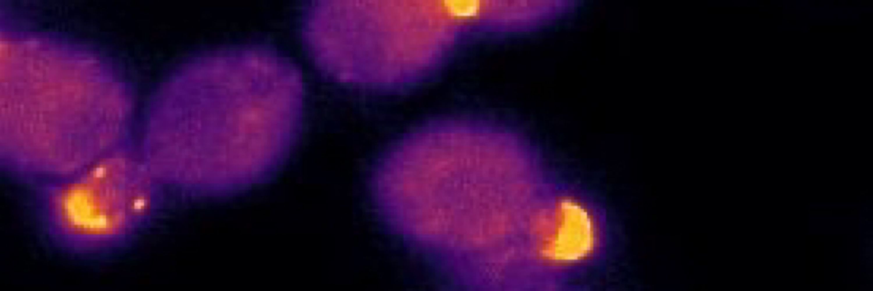 Gallego Lab