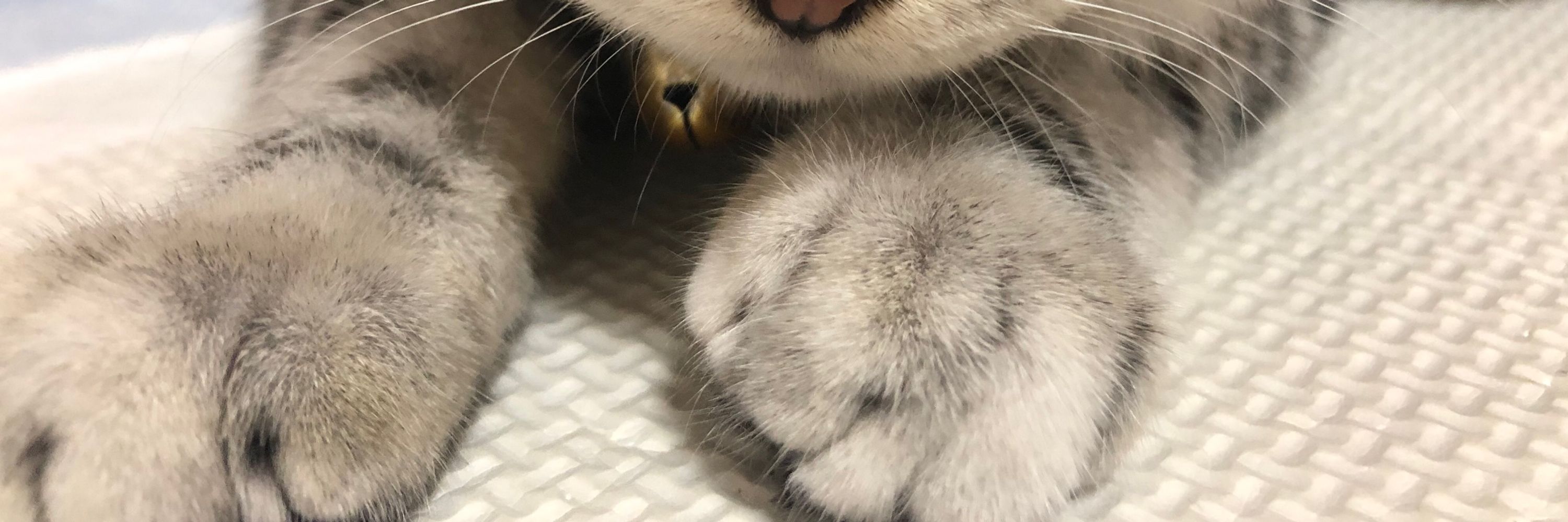 ふうか