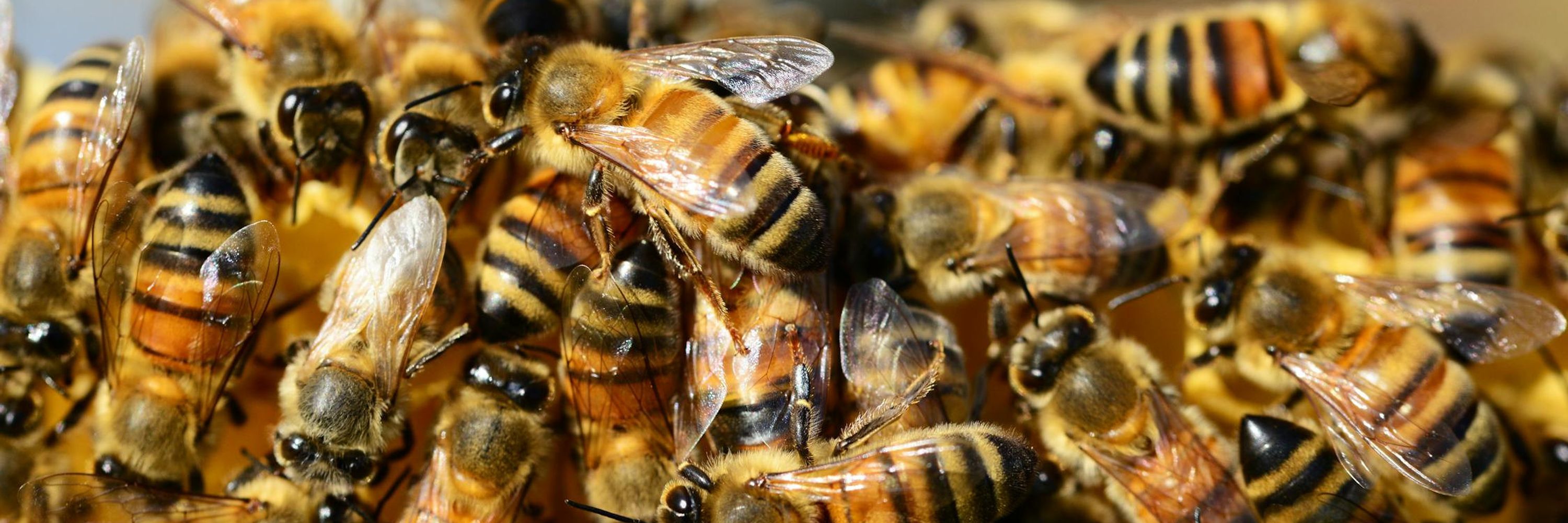 De Bee