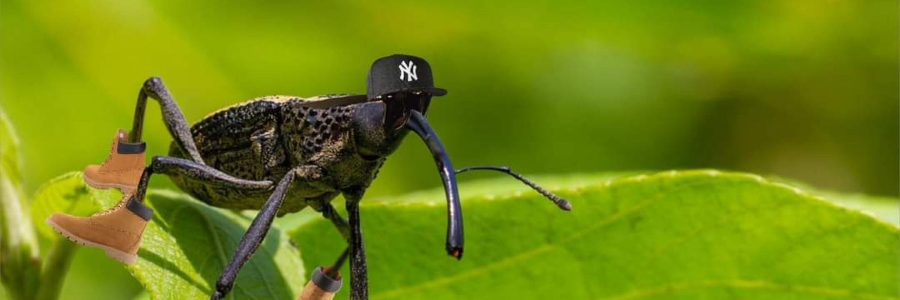 Moth is well cool