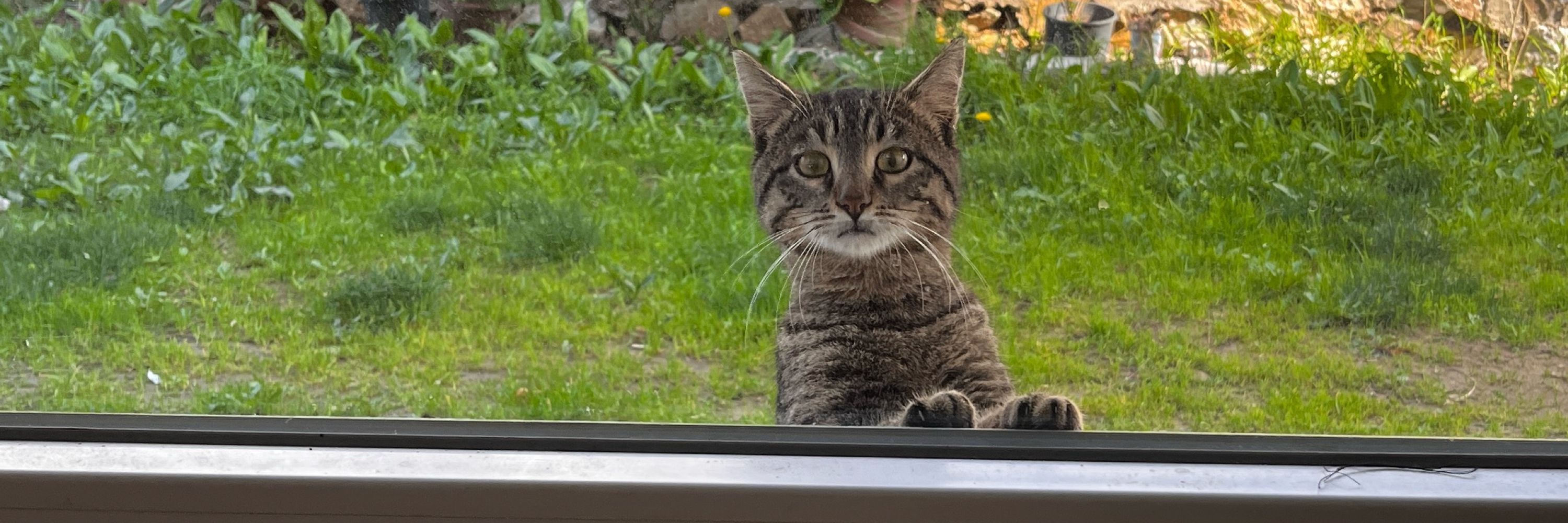 Bedduasız 🐈🦮
