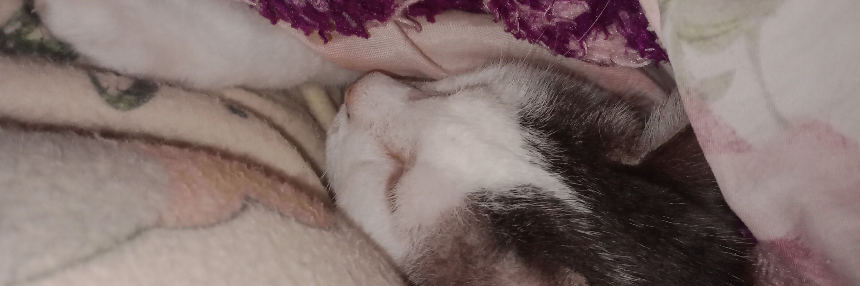 Lila