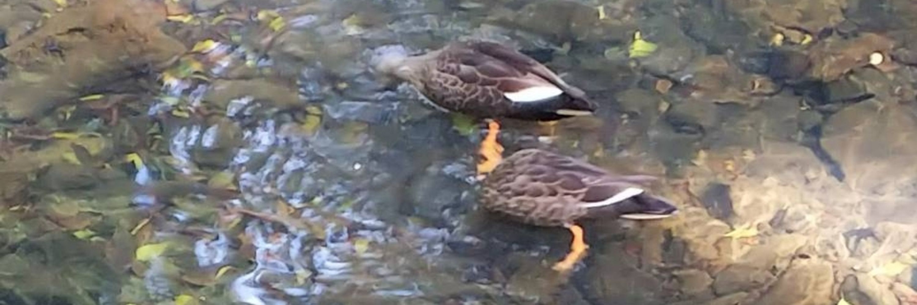 はやなお