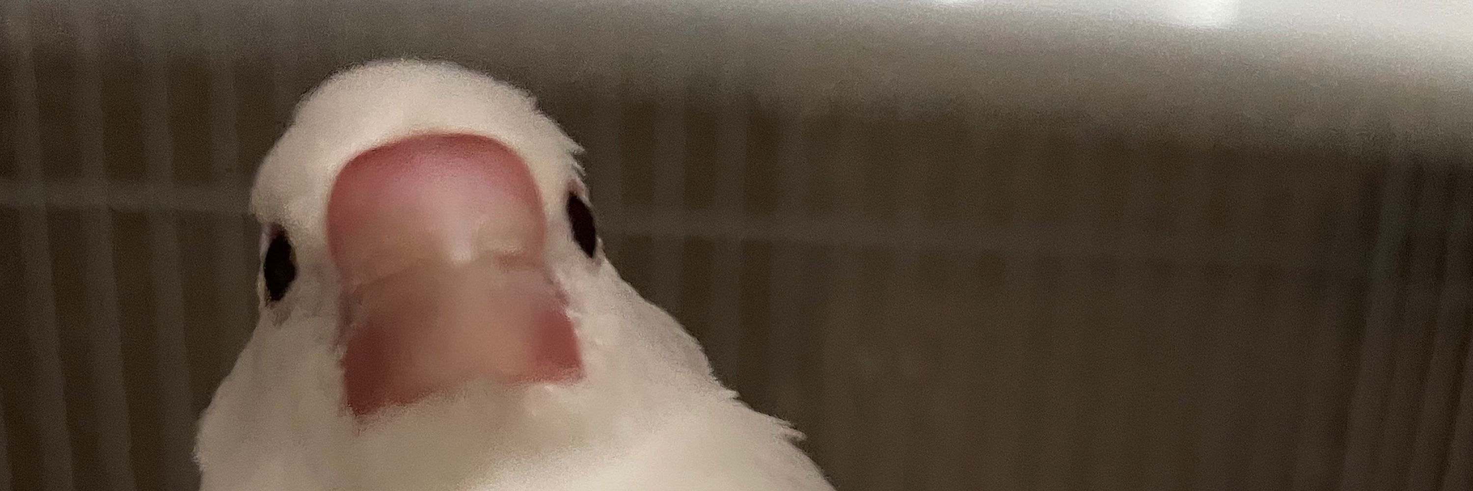 しゃろん🦭