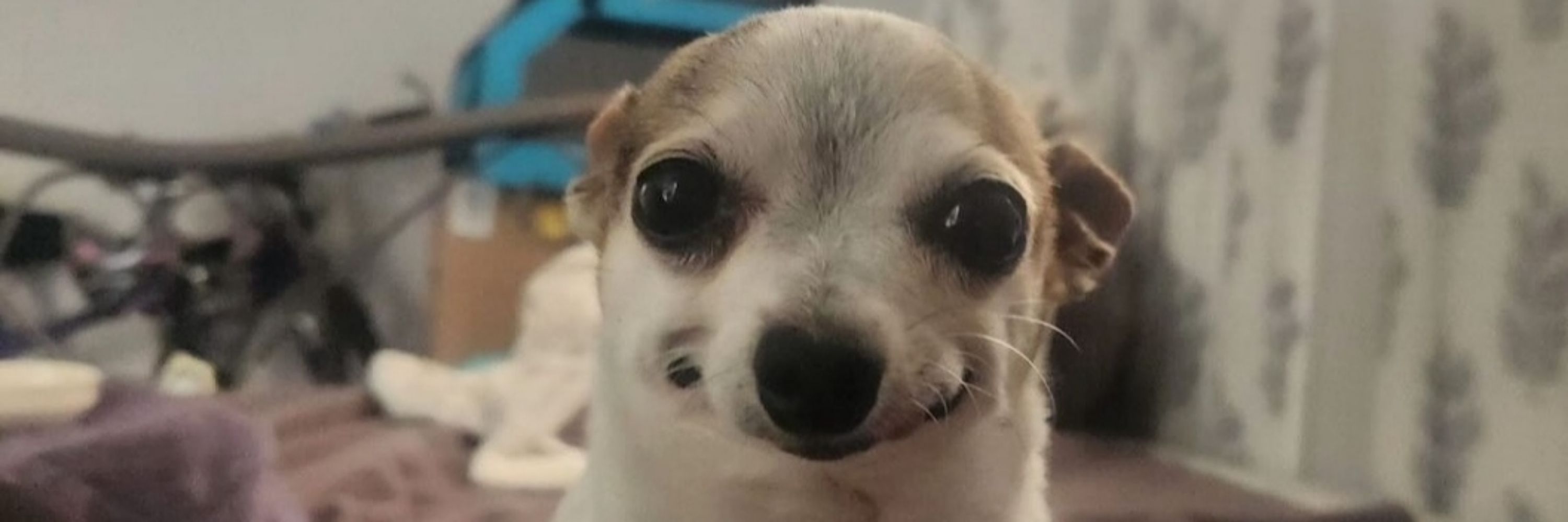 Gab