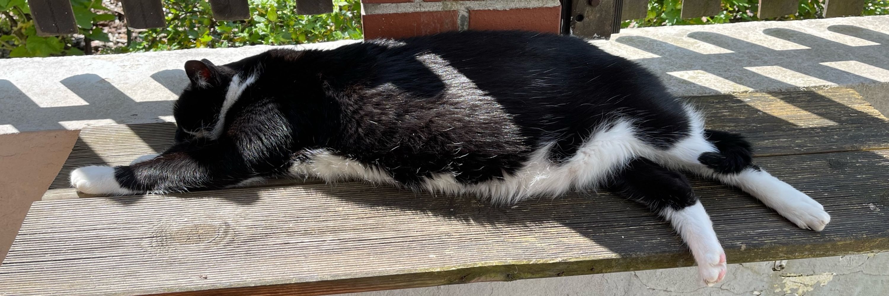 Kai „rascalcat“ Kiefer