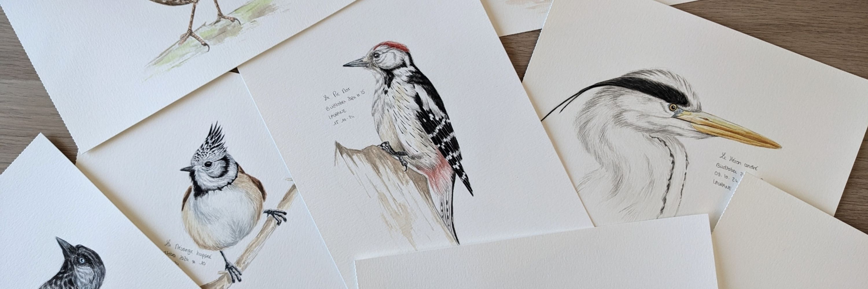 Laurane illustrations 🎨 🐦