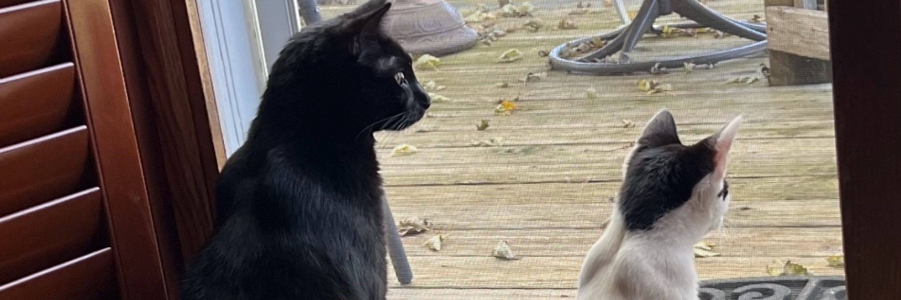SeanBon814💙🇺🇸🇺🇦🦅🐈‍🐈‍⬛