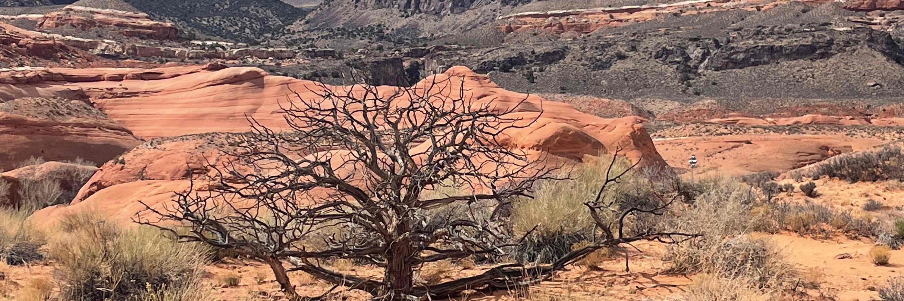 High Desert Wanderer