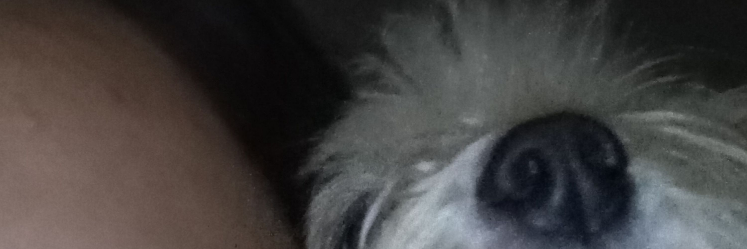 aninha 
